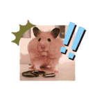 犬 猫 ハムスターのスタンプ2（個別スタンプ：7）