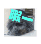 犬 猫 ハムスターのスタンプ2（個別スタンプ：11）