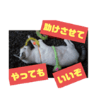 犬 猫 ハムスターのスタンプ2（個別スタンプ：12）