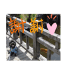 犬 猫 ハムスターのスタンプ2（個別スタンプ：16）