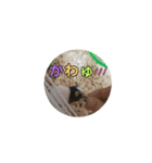 パンダマウス2（個別スタンプ：15）