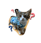 猫のむぎのスタンプ（個別スタンプ：1）