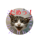 猫のむぎのスタンプ（個別スタンプ：2）