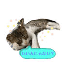 猫のむぎのスタンプ（個別スタンプ：3）
