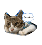 猫のむぎのスタンプ（個別スタンプ：4）