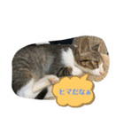猫のむぎのスタンプ（個別スタンプ：6）