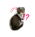 猫のむぎのスタンプ（個別スタンプ：8）