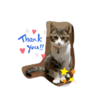 猫のむぎのスタンプ（個別スタンプ：9）