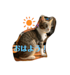 猫のむぎのスタンプ（個別スタンプ：10）