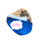 猫のむぎのスタンプ（個別スタンプ：11）