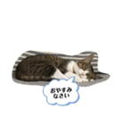 猫のむぎのスタンプ（個別スタンプ：12）