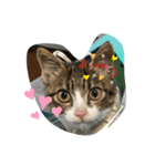 猫のむぎのスタンプ（個別スタンプ：13）