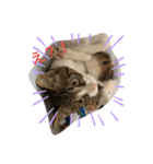 猫のむぎのスタンプ（個別スタンプ：14）