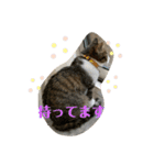 猫のむぎのスタンプ（個別スタンプ：15）