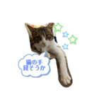猫のむぎのスタンプ（個別スタンプ：17）