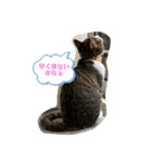 猫のむぎのスタンプ（個別スタンプ：20）