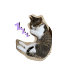 猫のむぎのスタンプ（個別スタンプ：22）