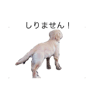 犬 ゴールデンレトリバー ルーク（個別スタンプ：1）