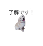 犬 ゴールデンレトリバー ルーク（個別スタンプ：2）