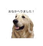 犬 ゴールデンレトリバー ルーク（個別スタンプ：3）
