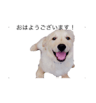 犬 ゴールデンレトリバー ルーク（個別スタンプ：5）