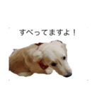 犬 ゴールデンレトリバー ルーク（個別スタンプ：6）