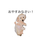 犬 ゴールデンレトリバー ルーク（個別スタンプ：7）