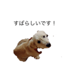 犬 ゴールデンレトリバー ルーク（個別スタンプ：8）