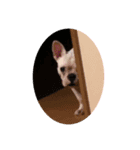 ゴルネネともちお。（個別スタンプ：8）