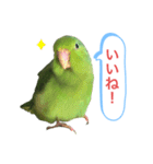 マメルリハインコのスタンプ（個別スタンプ：1）