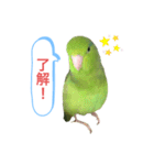 マメルリハインコのスタンプ（個別スタンプ：2）