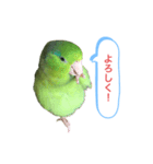 マメルリハインコのスタンプ（個別スタンプ：4）