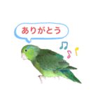 マメルリハインコのスタンプ（個別スタンプ：8）