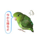 マメルリハインコのスタンプ（個別スタンプ：19）