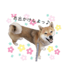 竹千代と千（個別スタンプ：11）