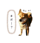 竹千代と千（個別スタンプ：13）