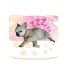 チワワのももちゃん。（個別スタンプ：4）