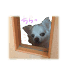 チワワのももちゃん。（個別スタンプ：8）