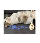 マンチカンのだいふくくんvol.2（個別スタンプ：1）
