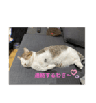 マンチカンのだいふくくんvol.2（個別スタンプ：2）