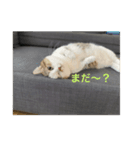 マンチカンのだいふくくんvol.2（個別スタンプ：4）