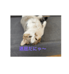 マンチカンのだいふくくんvol.2（個別スタンプ：7）