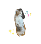 マンチカンのだいふくくんvol.2（個別スタンプ：8）