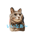 Life of My Three Cats（個別スタンプ：2）