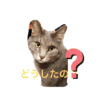 Life of My Three Cats（個別スタンプ：3）