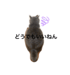 Life of My Three Cats（個別スタンプ：4）