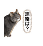 Life of My Three Cats（個別スタンプ：5）