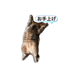 Life of My Three Cats（個別スタンプ：7）