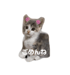 Life of My Three Cats（個別スタンプ：9）