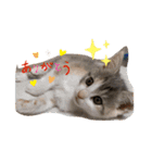 Life of My Three Cats（個別スタンプ：10）